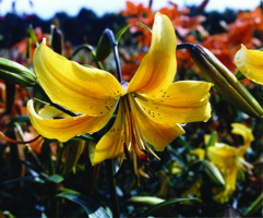 Foto: Gerhard Steinbrück